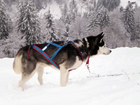 Huskies Erleben